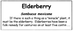 Elderberry Text Sample