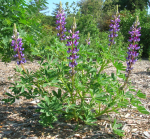 Lupine cluster