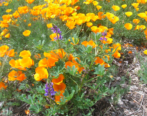 Lupine at home in a field of poppies