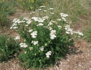 Yarrow