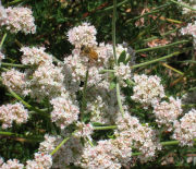 Bee on E. fasciculatum