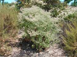 St. Catherine's Lace buckwheat