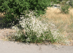 Roadside buckwheat