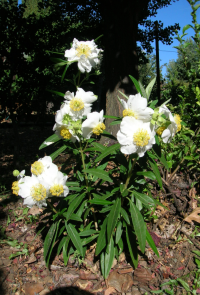 Bush anemone (Carpenteria californica)