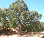 California white oak, at Sycamore Grove