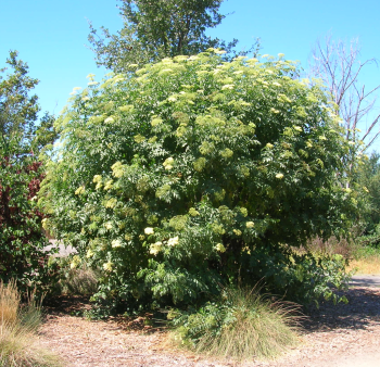 Elderberry (Sambucus mexicana)
