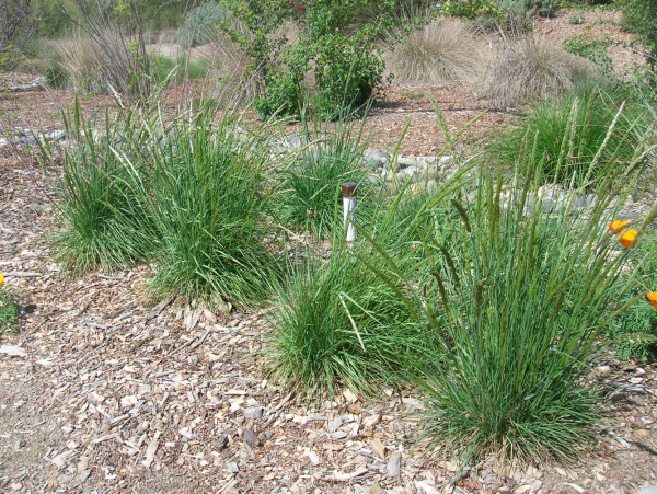 June grass (Koeleria macrantha)
