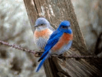 A pair of western bluebirds