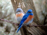 A pair of western bluebirds