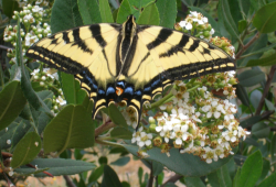 Tiger swallowtail