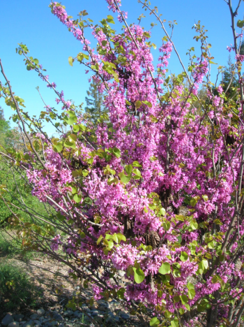 Western redbud (Cercis occidentalis)