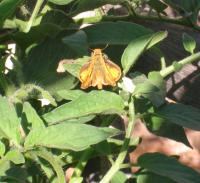 Fiery skipper on tomato