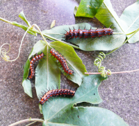 Gulf fritillary larvae