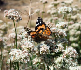 Painted lady on buckwheat