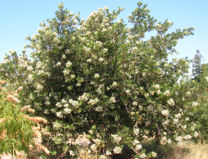 Toyon, June 2013