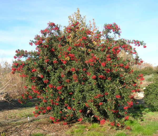 Toyon at the GNG, December, 2012