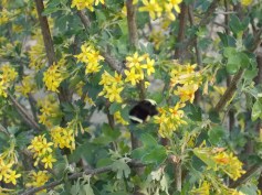 A busy carpenter bee on golden currant