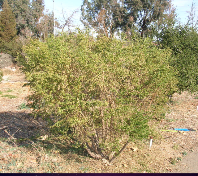 Coyote Brush – An Under-Appreciated Native | The Granada Native