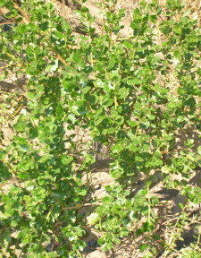 Small leaves help conserve water