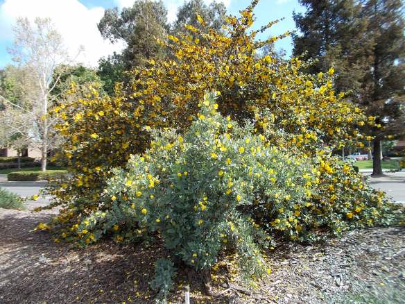 Bush poppy-Flannelbush