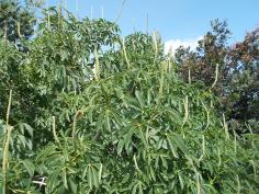 California buckeye, with immature blossoms