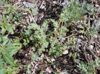 Scorpionweed (Phacelia ciliata)