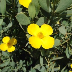 Bush poppy