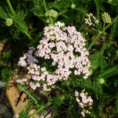 Yarrow, first of the season