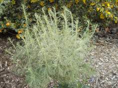 Sagebrush, with new foliage