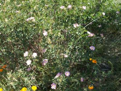 California wild rose