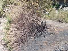 A burned buckwheat