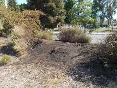 Damage to the chaparral