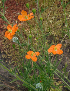 Fire poppy (Papaver californicum)