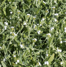 Popcorn flower (Plagiobothrys nothofulvus)