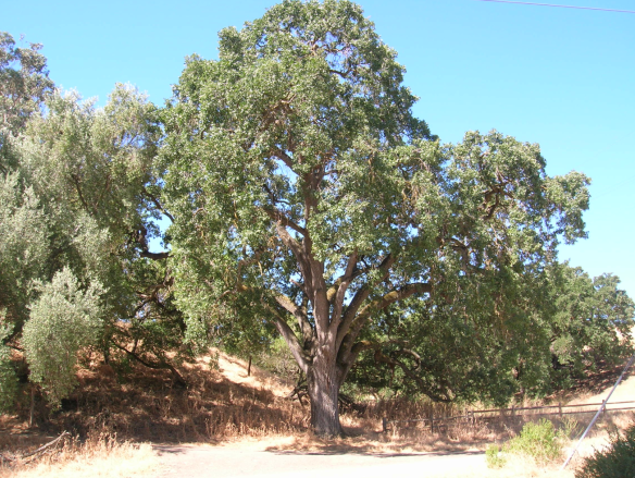 A stately valley oak at Sycamore Grove Park