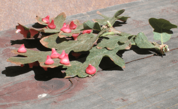 Hershey's kisses galls