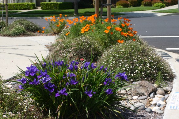 Native irises, Santa Barbara daisies, and California poppies in Cindy's garden.