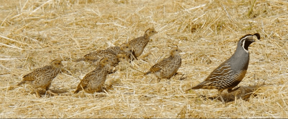 A mama California quail and her children, out for a  stroll.