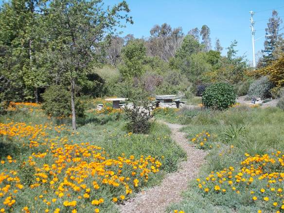 The Granada Native Garden in April, 2014