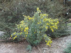 Bush poppy – NO summer water