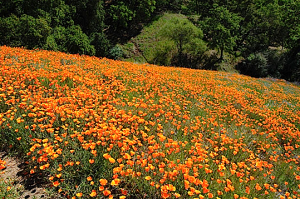 A hillside of California poppies