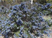 Ceanothus 'Dark Star'