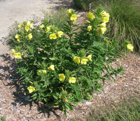 Evening primrose