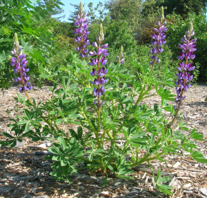 Lupine