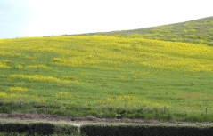 A hillside of European mustard