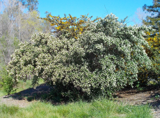 Ceanothus 'Snow Flurry'