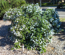 Ceanothus 'Yankee Point'