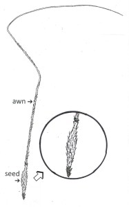 Complete Seed Drawing
