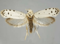 A yucca moth