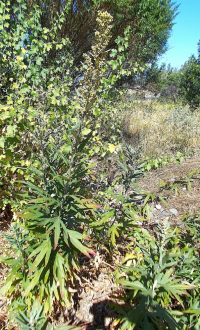 Artemisia douglasiana